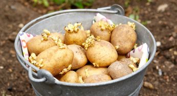 Global Seed Potatoes Market, Sales Strategy, Revenue