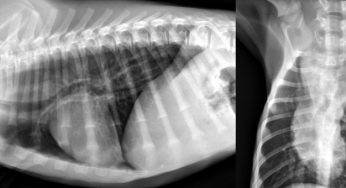 Veterinary Diagnostic Imaging Market Insights, Forecast to 2020-2026