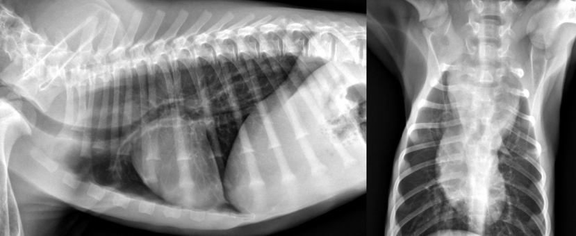 <span class="entry-title-primary">Veterinary Diagnostic Imaging Market Insights, Forecast to 2020-2026</span> <span class="entry-subtitle">Global Veterinary Diagnostic Imaging Market Report</span><span class="rating-result after_title mr-filter rating-result-46095">			<span class="no-rating-results-text">No ratings yet.</span>		</span>