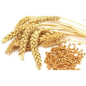 <span class="entry-title-primary">Global Wheat Seeds Market-Industry Share, Growth</span> <span class="entry-subtitle">Global Wheat Seeds Market </span>