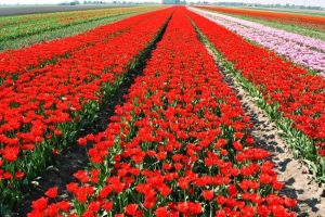 <span class="entry-title-primary">Global Consumer Floriculture Market Size, Share Report 2024</span> <span class="entry-subtitle">Consumer Floriculture </span>