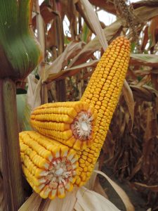 <span class="entry-title-primary">Global Corn Hybrids Market | Growth, Trends, Sales Strategy</span> <span class="entry-subtitle">Corn Hybrids</span>