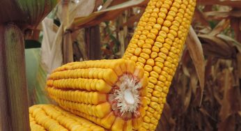 Global Corn Hybrids Market | Growth, Trends, Sales Strategy