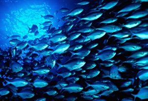 <span class="entry-title-primary">Fish Collagen Market Trend, Growth and Forecast 2020-2025</span> <span class="entry-subtitle">Global Fish Collagen Market Report</span>