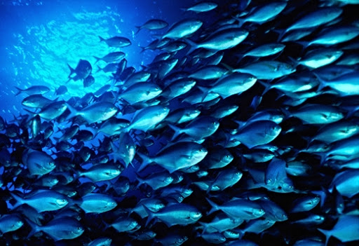 <span class="entry-title-primary">Fish Collagen Market Trend, Growth and Forecast 2020-2025</span> <span class="entry-subtitle">Global Fish Collagen Market Report</span><span class="rating-result after_title mr-filter rating-result-47658">			<span class="no-rating-results-text">No ratings yet.</span>		</span>