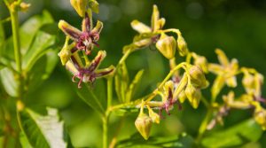 <span class="entry-title-primary">Horney Goat Weed Extract Market Analysis, Growth, Size, Share</span> <span class="entry-subtitle">Global Horney Goat Weed Extract Market Report</span>