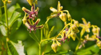 Horney Goat Weed Extract Market Analysis, Growth, Size, Share