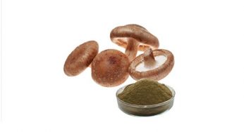 Shiitake Extract Market Research Industry Analysis, Growth